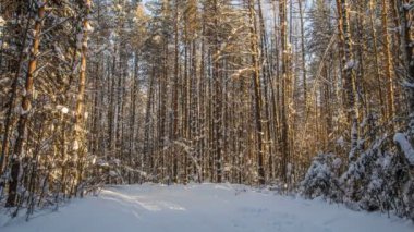 taymlaps kış orman