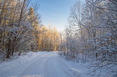 güneşli havalarda. Kış orman manzarası, kar