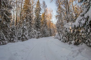 güneşli havalarda. Kış orman manzarası, kar