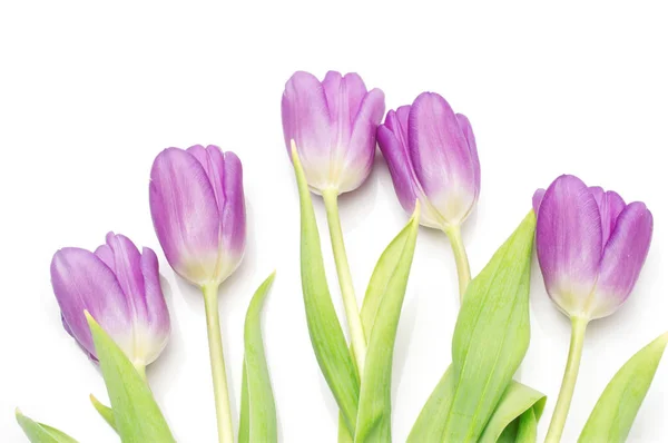 Ramo de tulipanes morados sobre blanco — Foto de Stock