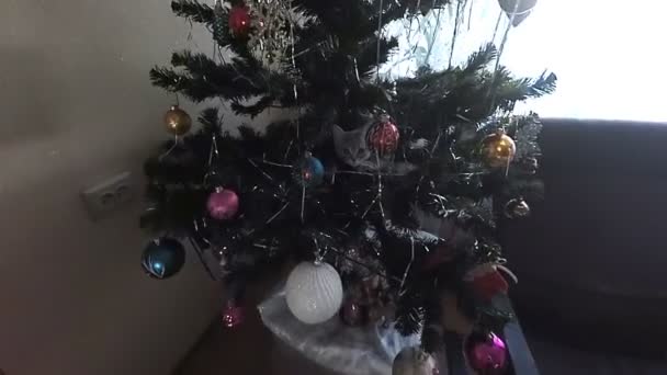Gatito jugando con decoraciones de Navidad — Vídeos de Stock