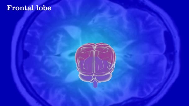 Cerebro humano La estructura de la — Vídeo de stock