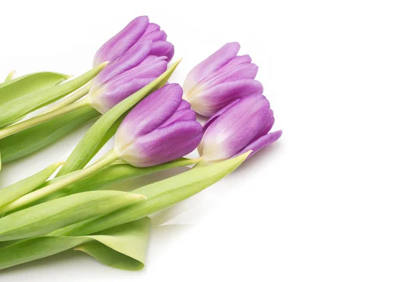 Ramo de tulipanes morados sobre blanco — Foto de Stock