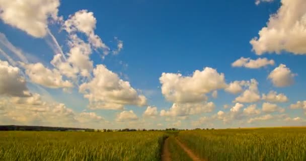 Tempo-lapso: nuvens brancas voando no céu azul sobre o campo amarelo — Vídeo de Stock