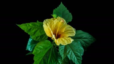 Siyah bir zemin üzerine çiçekli sarı hibiscus saat-tur,