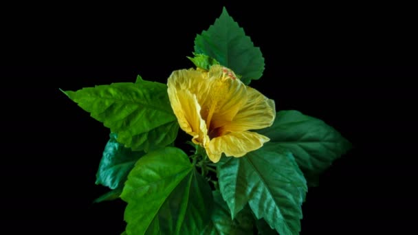 Flor amarillo hibisco vueltas de tiempo, Sobre un fondo negro, canal Alfa — Vídeos de Stock