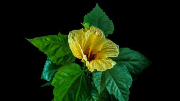 Flor amarillo hibisco vueltas de tiempo, sobre un fondo negro — Vídeo de stock