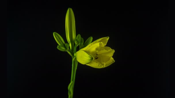 Timelapse of a yellow daylily flower blooming and fading on black background — Stock Video