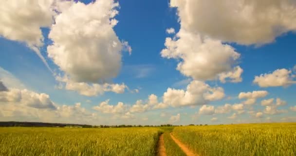Time-lapse: vita moln flyger på blå himmel över gula fältet — Stockvideo