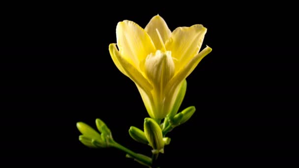 Timelapse d'une fleur de lys jaune fleurissant et s'estompant sur fond noir 