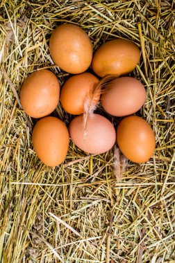 Yuvalı taze tavuk yumurtaları, yuvadaki kahverengi yumurtalar.