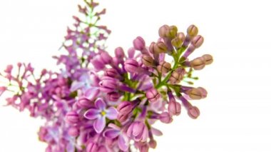 Mor leylak 4 k beyaz arka plan üzerinde çiçek açan, hızlandırılmış