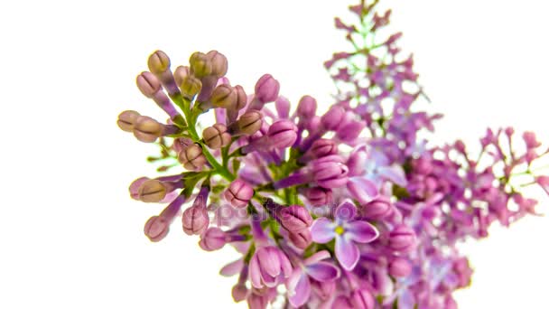 Tempo-lapso de lilases roxos florescendo no fundo branco 4k — Vídeo de Stock