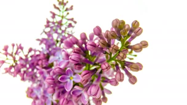 Time-lapse of purple lilacs blooming on white background 4k — Stock Video