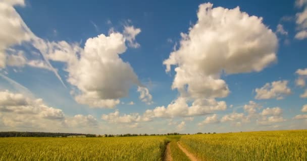 Time-lapse: nubes blancas volando sobre el cielo azul sobre el campo amarillo — Vídeo de stock