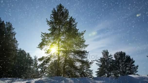 Cinemagraph, 4k, dalende sneeuw in de winter bos, lus — Stockvideo