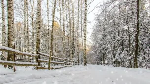 Kino, 1080p, fallender Schnee im Winterwald, Loop — Stockvideo