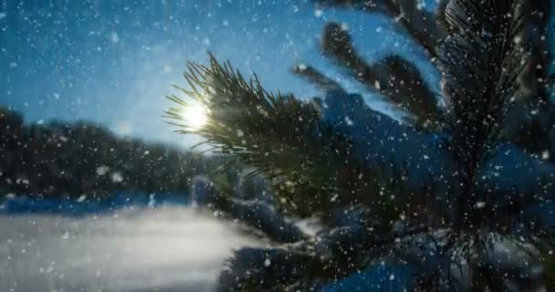 CINEMAGRAPH, 4k, neve che cade nella foresta invernale, loop — Video Stock