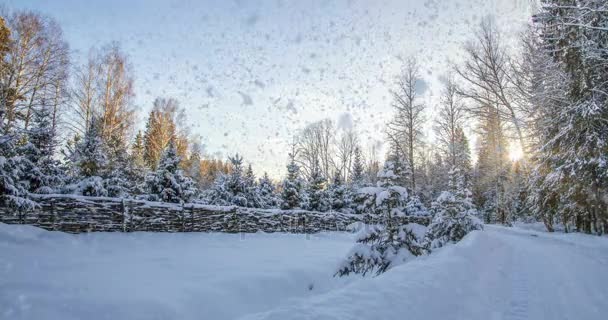 CINEMAGPH, 4к, выпадение снега в зимнем лесу, засор — стоковое видео