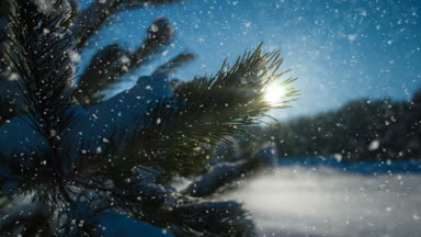 Cinemagraph, 4k, düşen kar kış ormanın içinde döngü