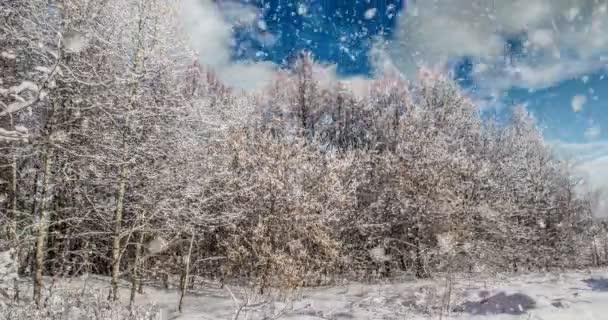 Cinemagraph, 4k, padající sníh v zimním lese, smyčka — Stock video