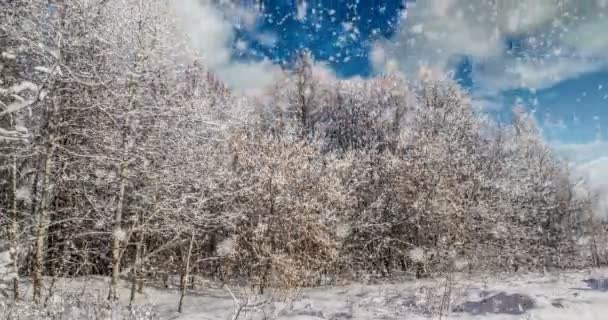 Cinemagraph, 4k, padající sníh v zimním lese, smyčka — Stock video