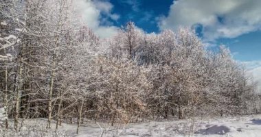 Cinemagraph, 4k, düşen kar kış ormanın içinde döngü