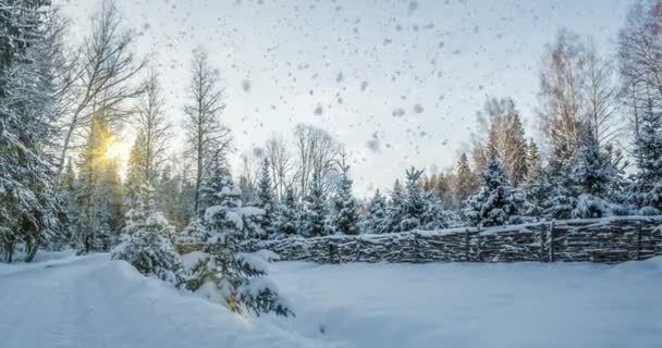 CINEMAGRAPHE, 4k, chute de neige dans la forêt d'hiver, boucle — Video
