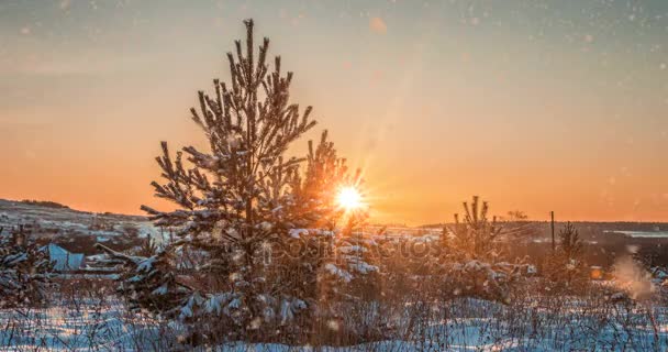 CINEMAGRAPH, 4k, nieve cayendo en el bosque de invierno, bucle — Vídeo de stock