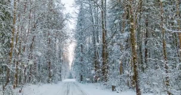 Cinemagraph, 4k, dalende sneeuw in de winter bos, lus — Stockvideo