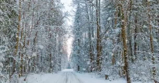 CINEMAGRAPH, 4K, queda de neve na floresta de inverno, loop — Vídeo de Stock