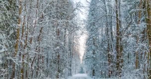 Cinemagraph、4 k、冬の森の雪のループします。 — ストック動画