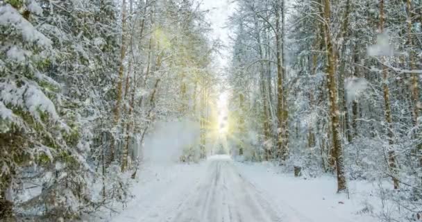 CINEMAGRAPH, 4k, nieve cayendo en el bosque de invierno, bucle — Vídeo de stock