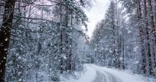 CINEMAGRAPH, 4K, queda de neve na floresta de inverno, loop — Vídeo de Stock