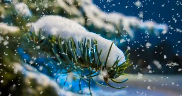 CINEMAGPH, 4к, выпадение снега в зимнем лесу, засор — стоковое видео