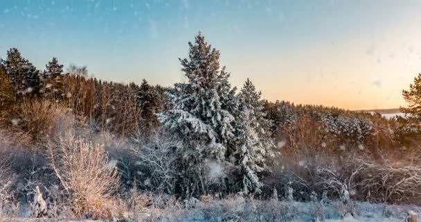 CINEMAGRAPH, 4k, neve che cade nella foresta invernale, loop — Video Stock