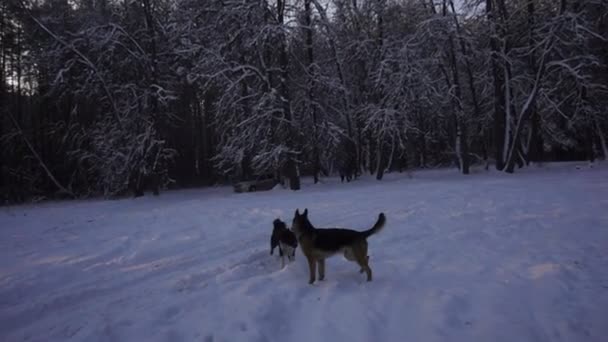 Німецька вівчарка працює на снігу, повільний рух — стокове відео