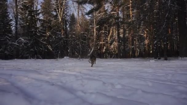 雪の上を実行しているジャーマン ・ シェパード スローモーションします。 — ストック動画