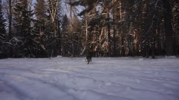 Немецкая овчарка бежит по снегу, замедленная съемка — стоковое видео