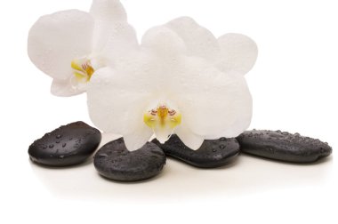 Spa beyaz orkide beyaz üzerine masaj taşlarla