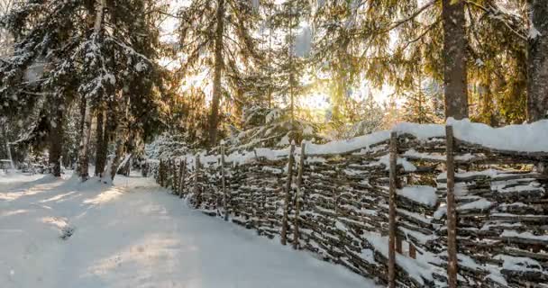CINEMAGRAPH, 4k, nieve cayendo en el bosque de invierno, bucle — Vídeo de stock