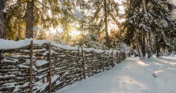 CINEMAGRAPH, 4k, nieve cayendo en el bosque de invierno, bucle — Vídeo de stock