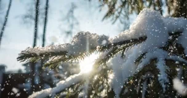 CINEMAGRAPH, 4k, nieve cayendo en el bosque de invierno, bucle — Vídeo de stock