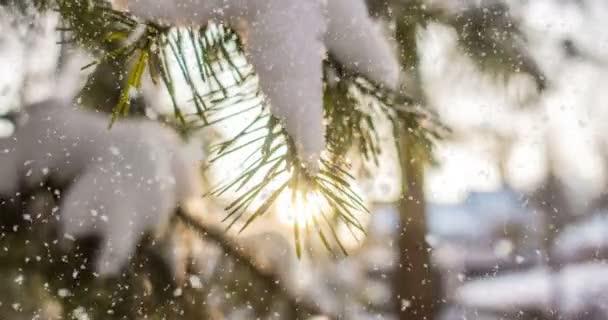 CINEMAGRAPH, 4K, queda de neve na floresta de inverno, loop — Vídeo de Stock