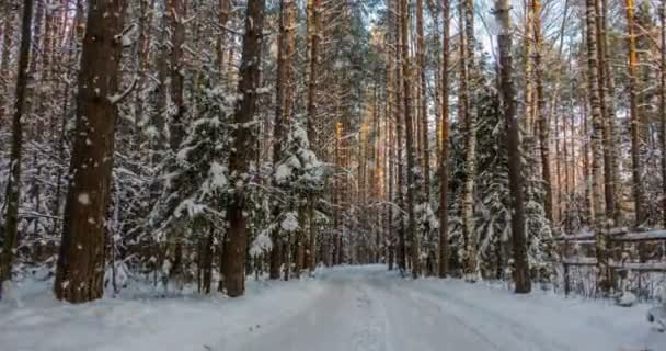Cinemagraph, 4 Кбайт, падіння снігу в зимовий ліс, петля — стокове відео