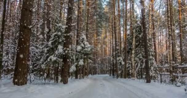 CINEMAGRAPH, 4k, nieve cayendo en el bosque de invierno, bucle — Vídeos de Stock