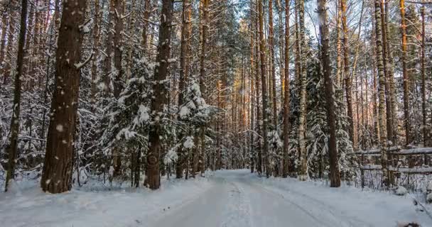 Βρόχο Cinemagraph, 4k, χιόνι που υπάγονται στο δάσος το χειμώνα, — Αρχείο Βίντεο