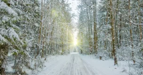 Cinemagraph, 4k, fallande snö i skogen vinter, slinga — Stockvideo