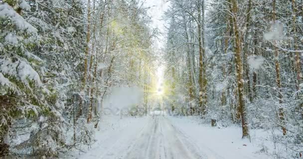 CINEMAGRAPH, 4k, nieve cayendo en el bosque de invierno, bucle — Vídeos de Stock