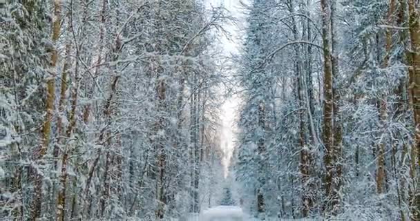 CINEMAGRAPH, 4K, queda de neve na floresta de inverno, loop — Vídeo de Stock